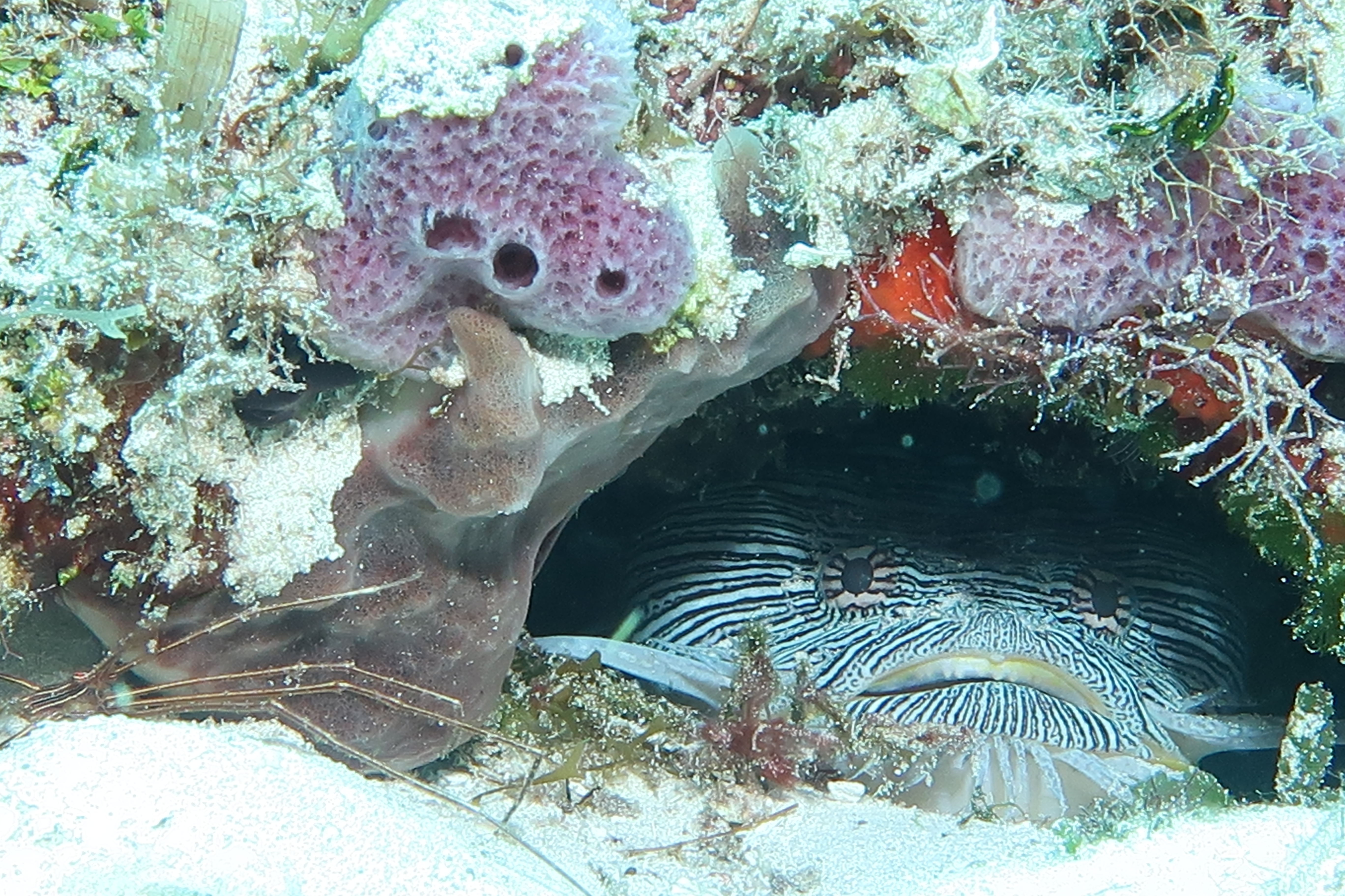 Splendid toadfish at home