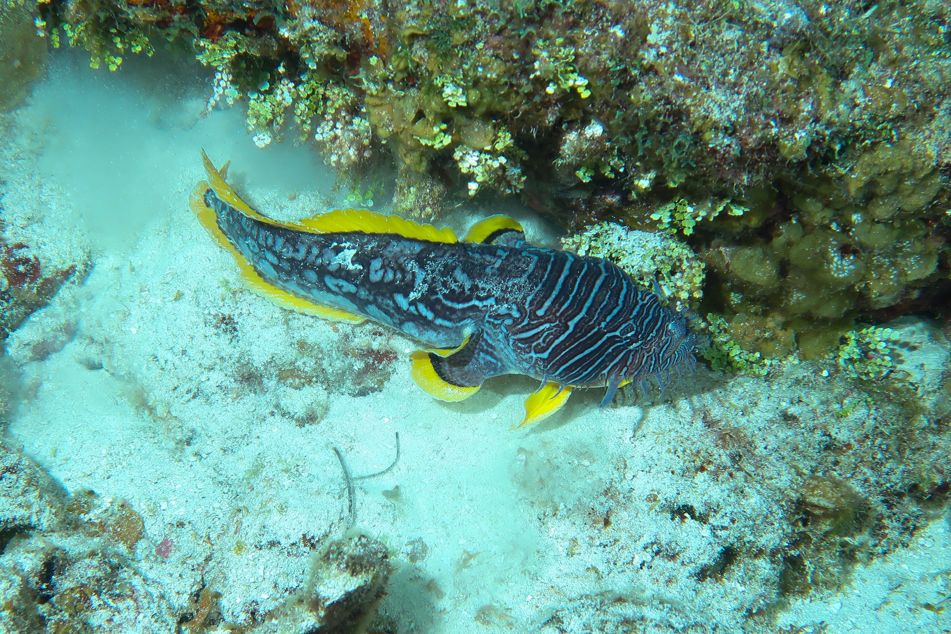 Splendid ToadFish Excursion