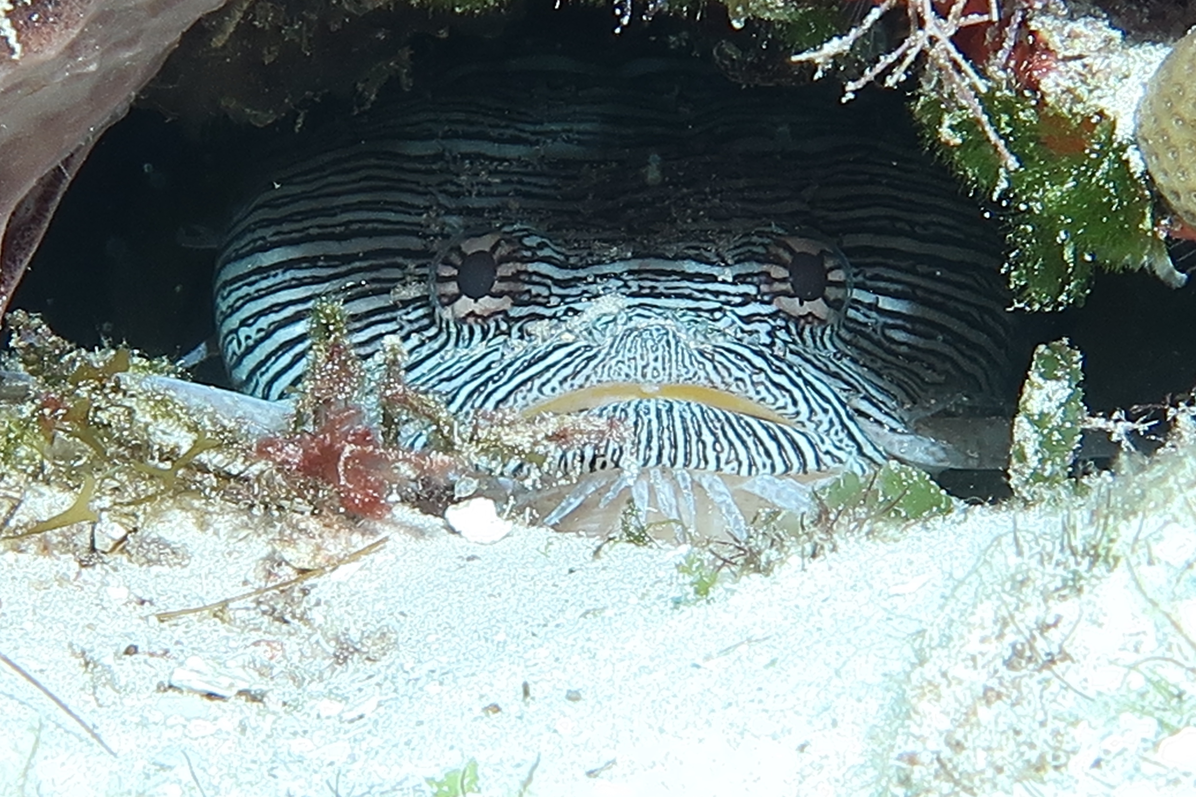 Splendid toadfish time