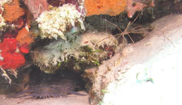 splendid toadfish