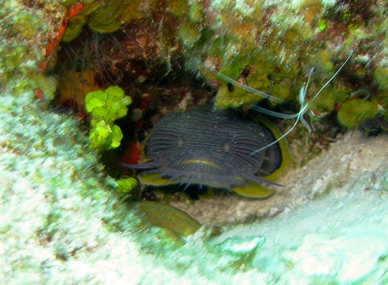 Splendid Toadfish