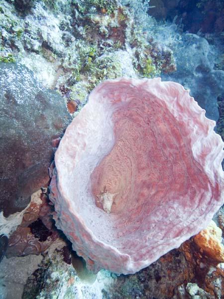 Splitcrown feather duster