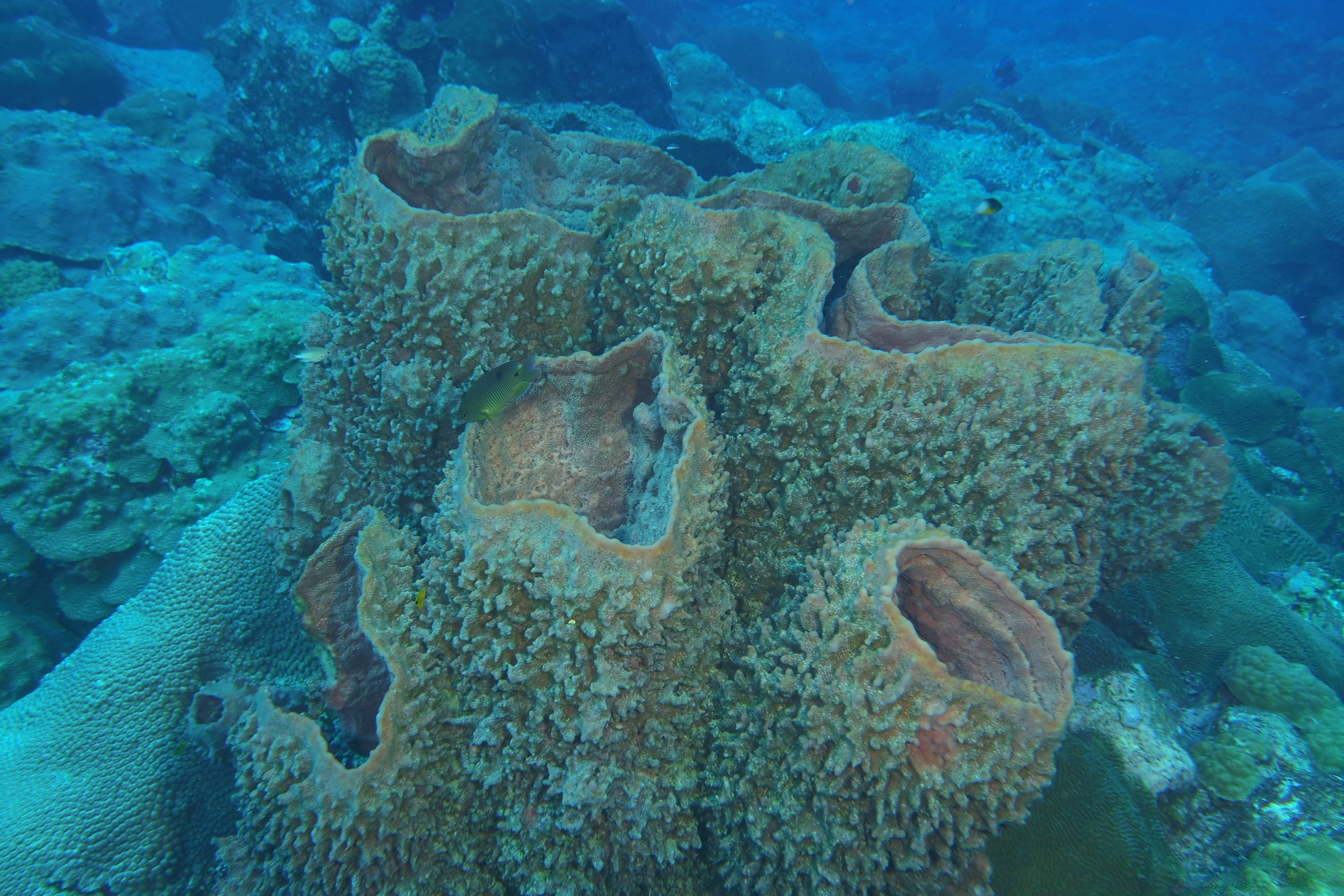 Sponges
