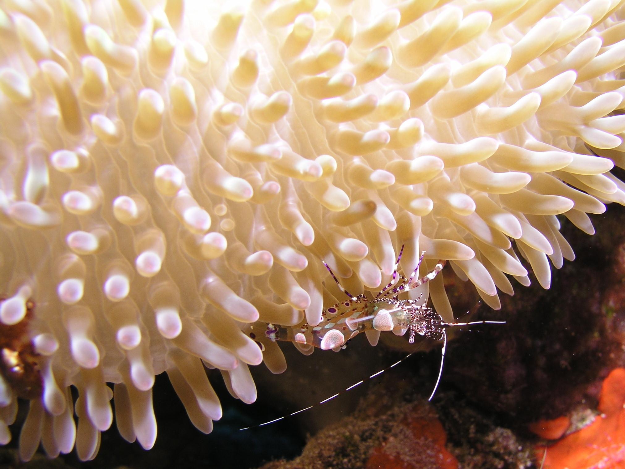 Spotted cleaner shrimp