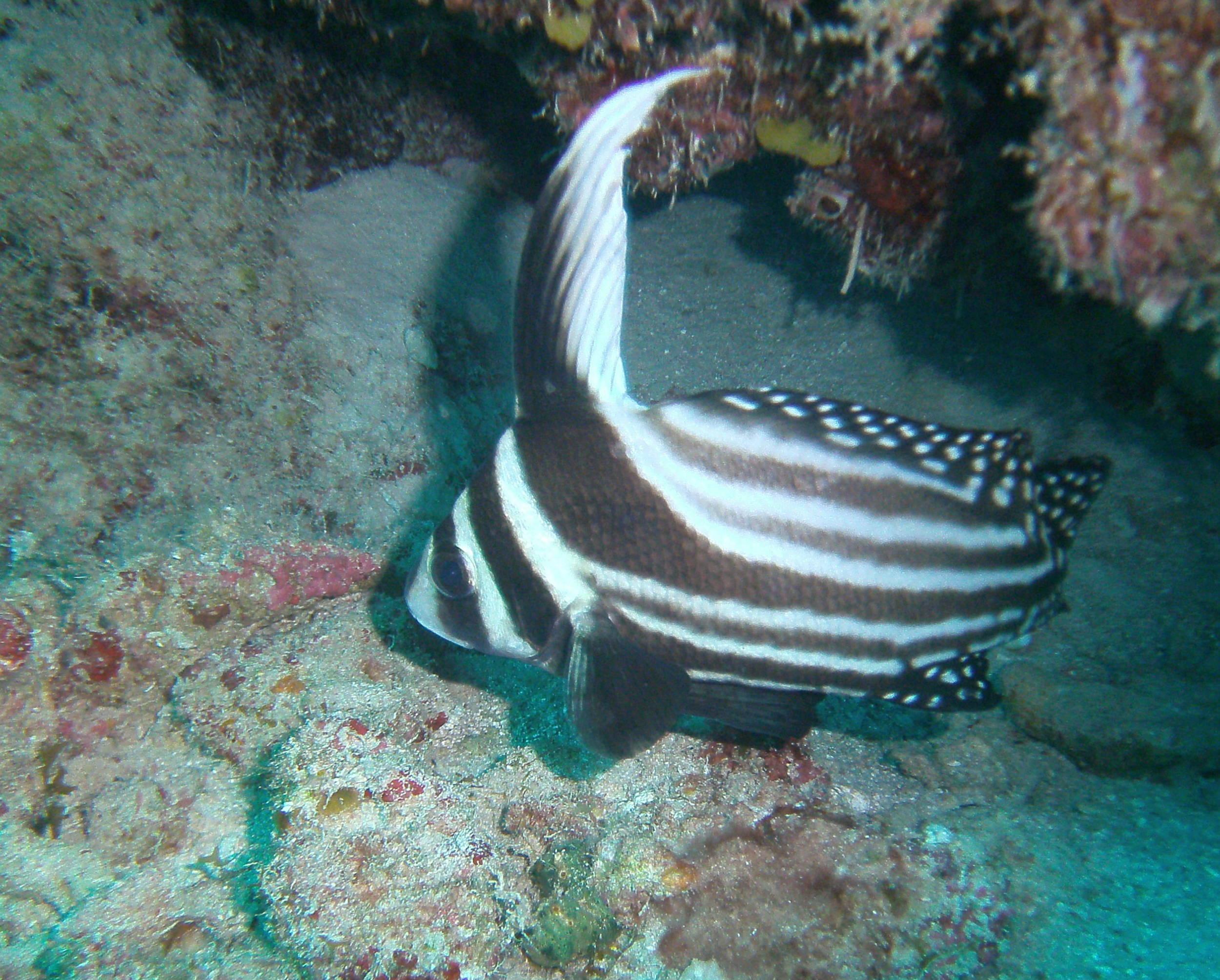 Spotted Drum