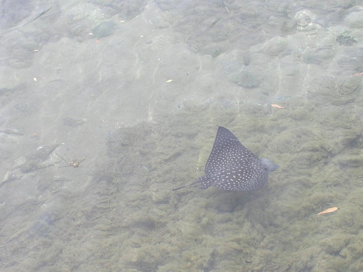 spotted from the shore