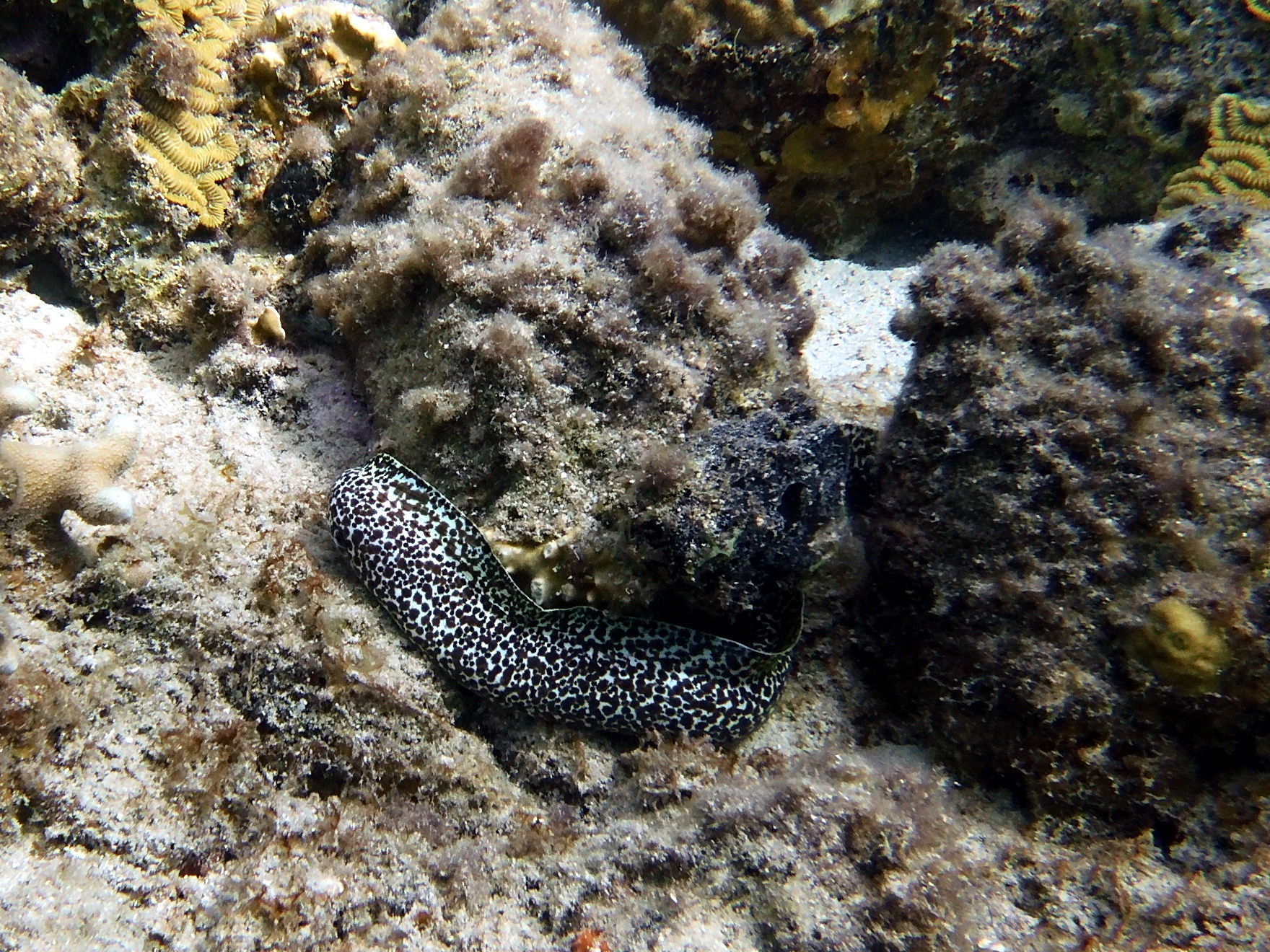 Spotted moray at Boca Sami