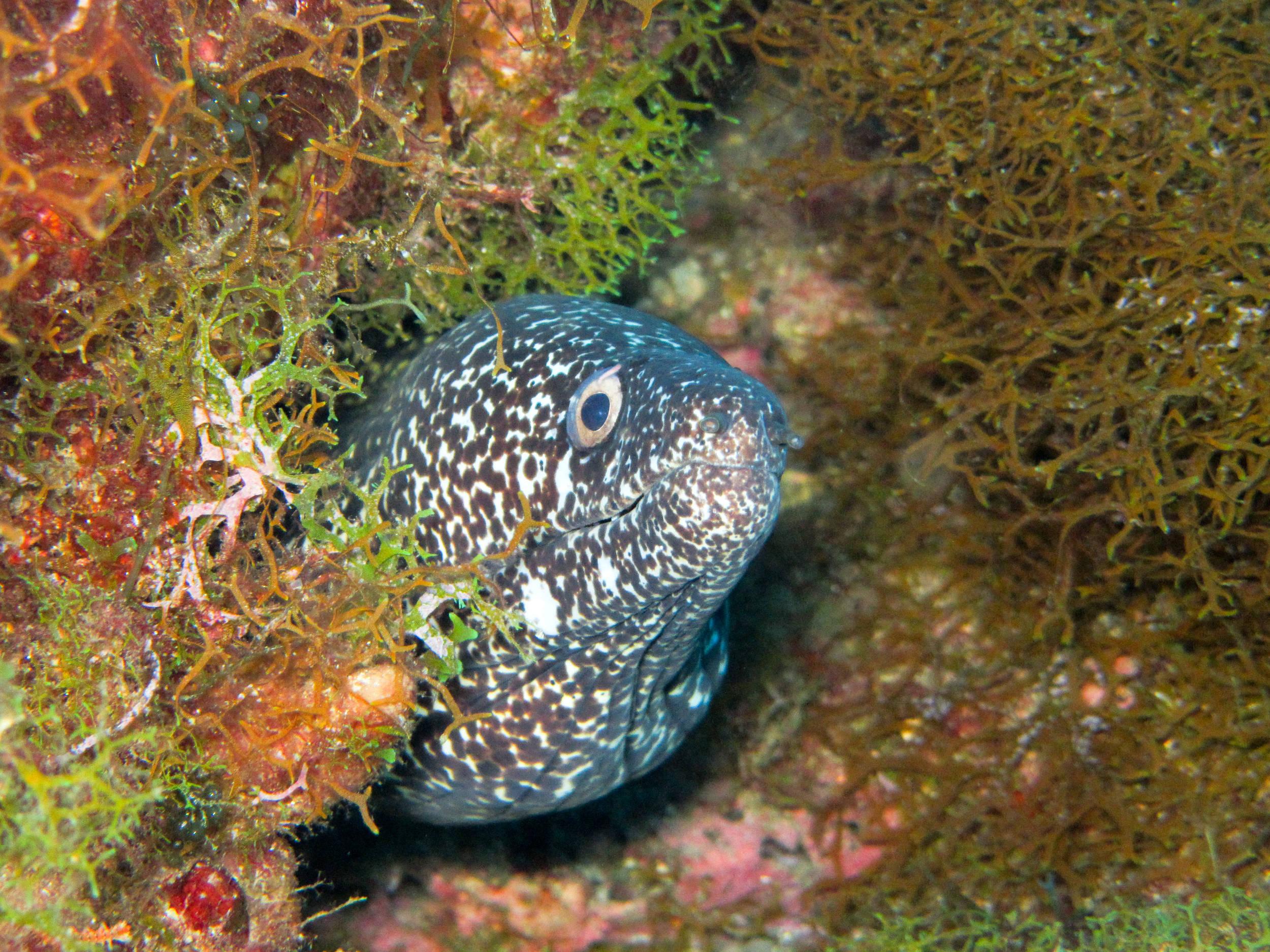Spotted Moray being friendly