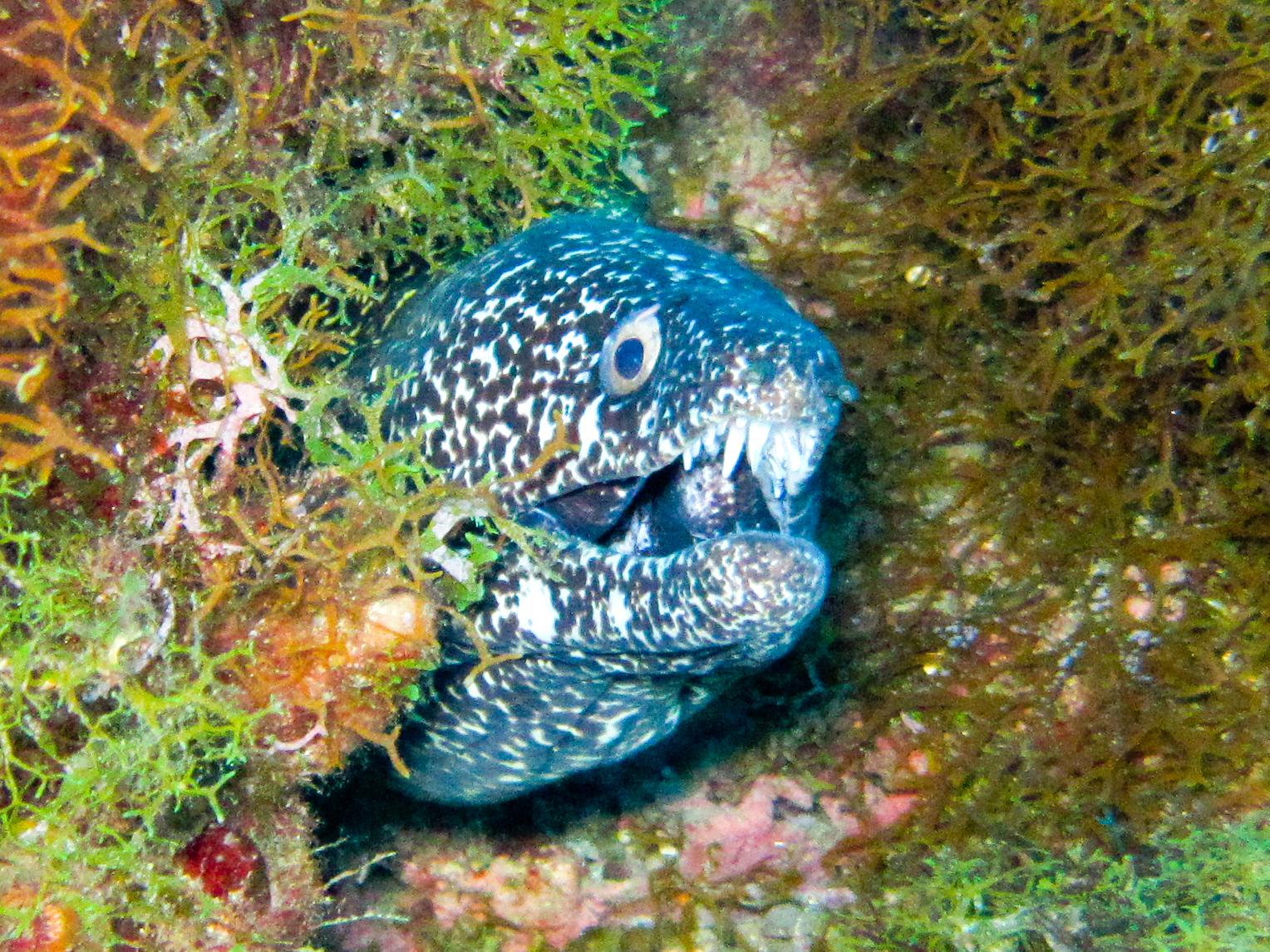Spotted Moray being mean