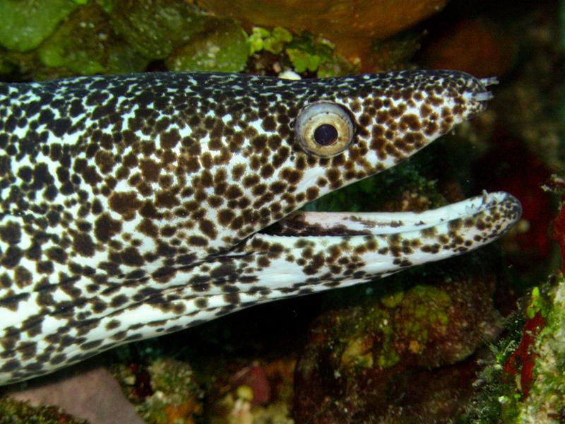 Spotted Moray - Cozumel