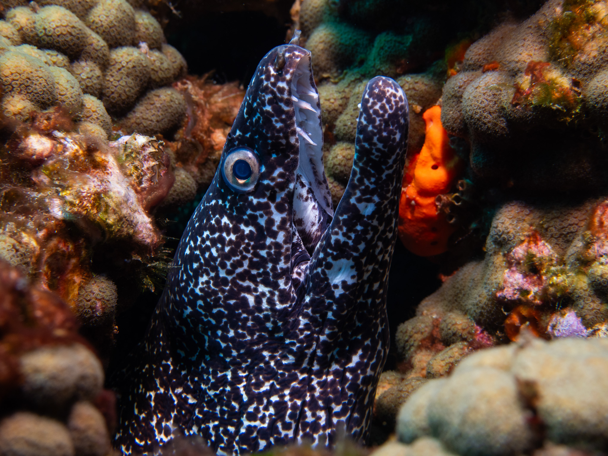 Spotted Moray Eel