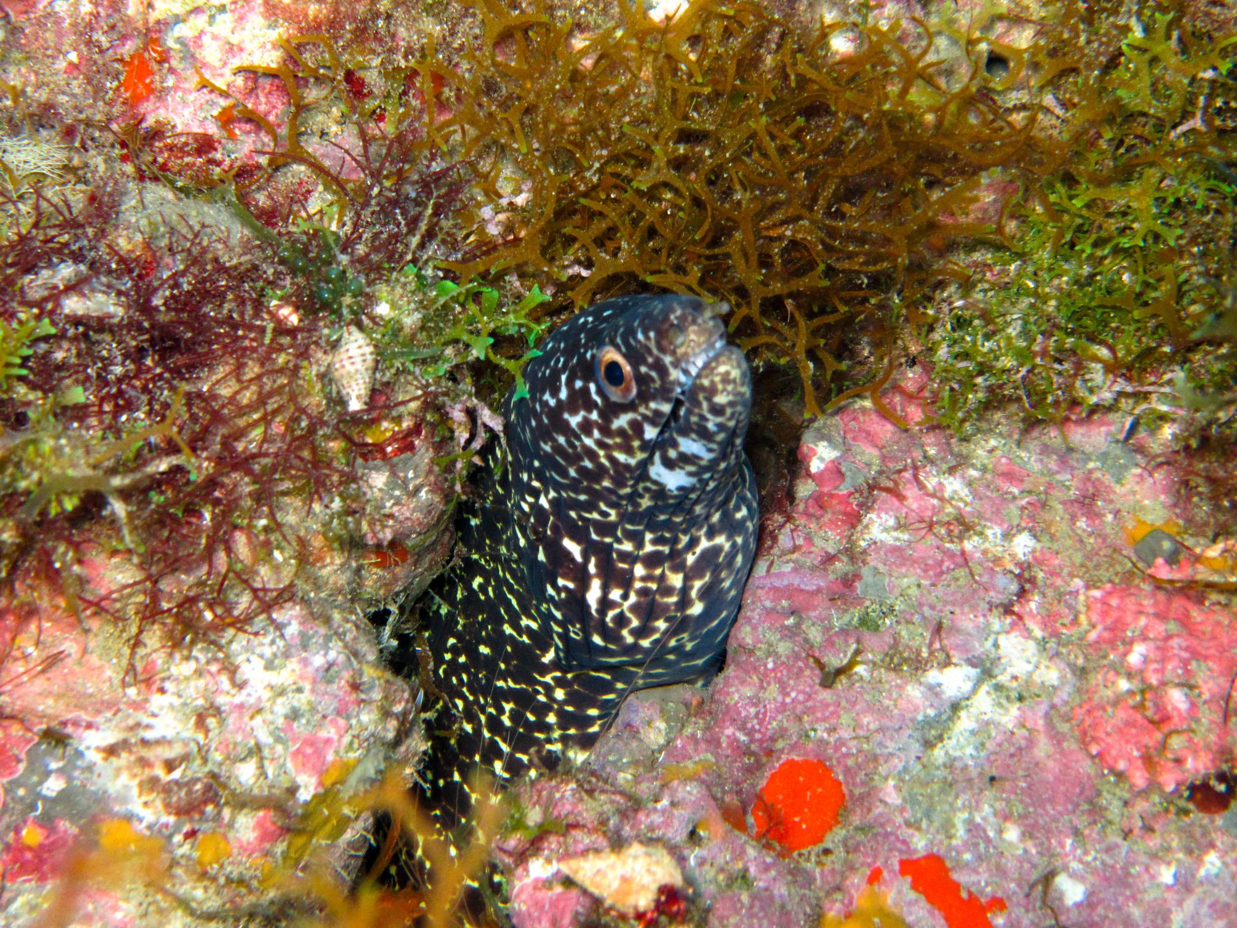 Spotted Moray