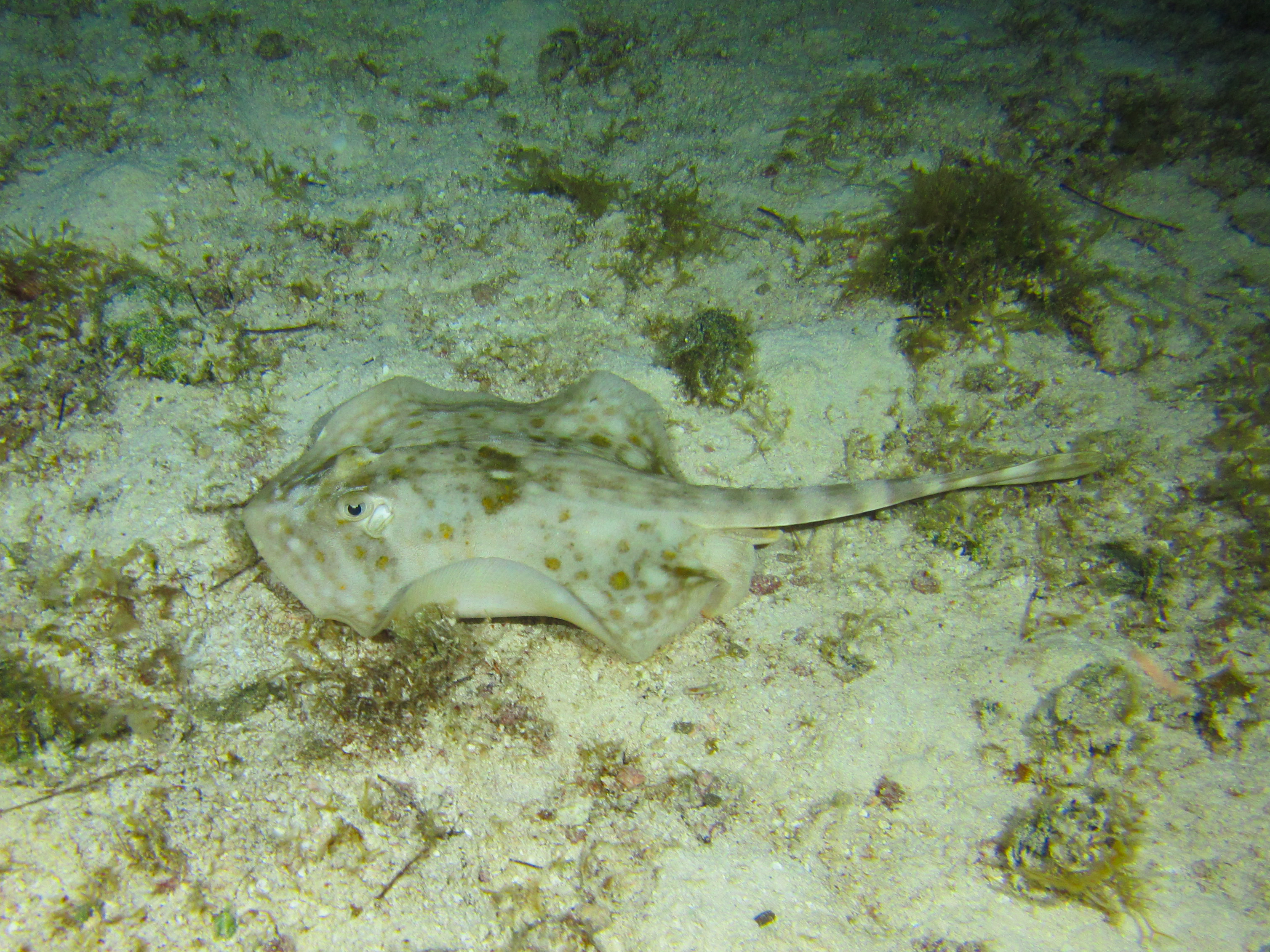 Spotted Ray 1 6085-1