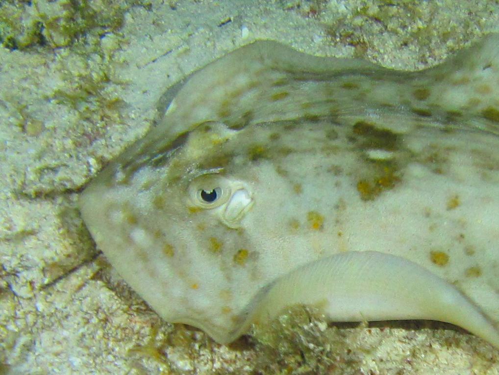 Spotted Ray 2 6085-1-2