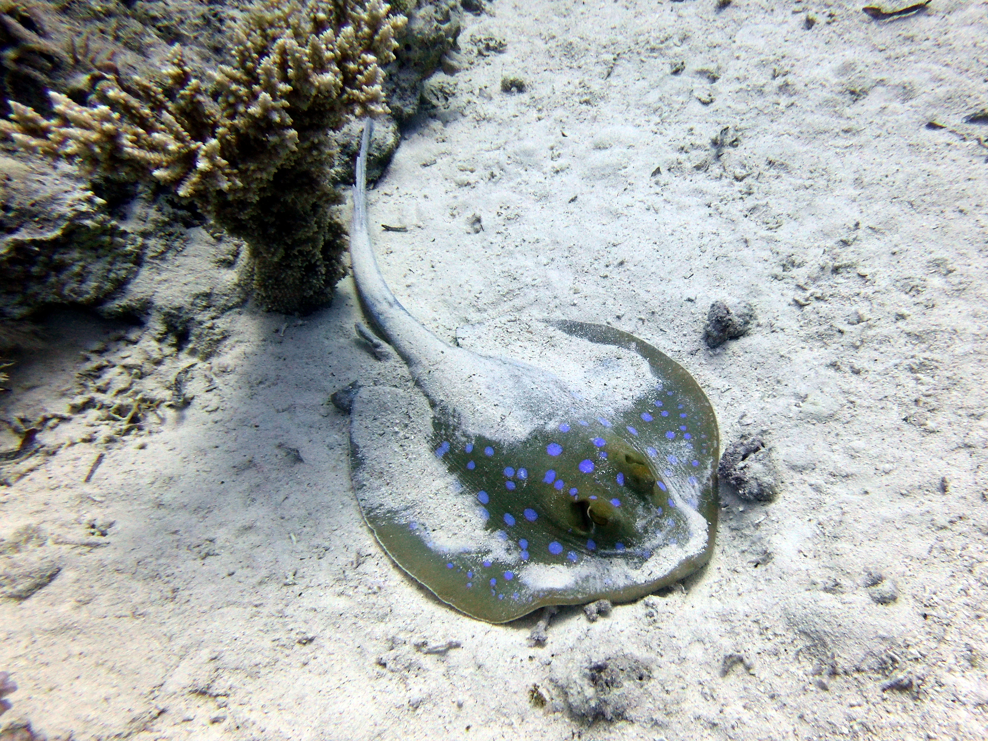 Spotted ray at Lighthouse Reef