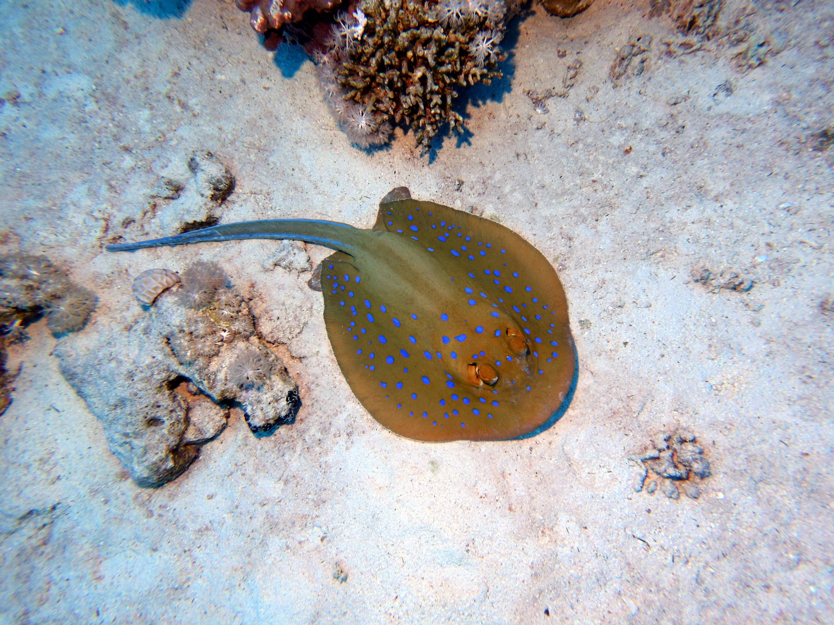 Spotted ray at Ras Umm Sid