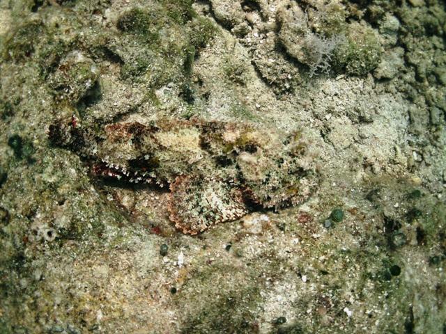 Spotted-Scorpionfish