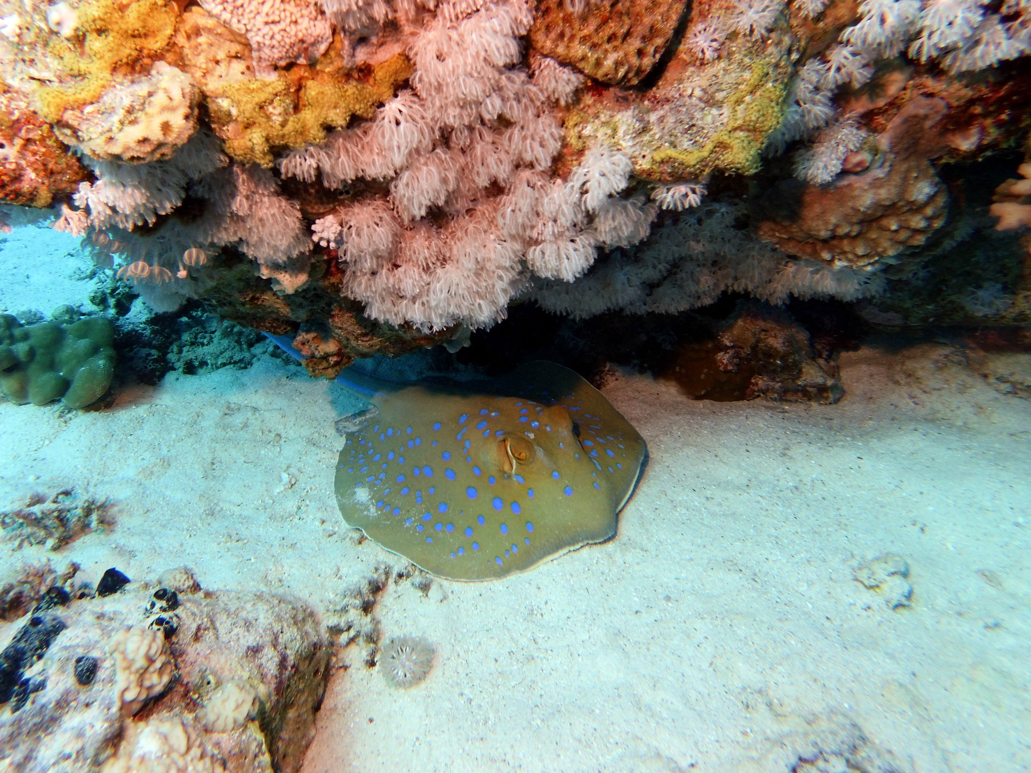 Spotted sting ray at Near Garden