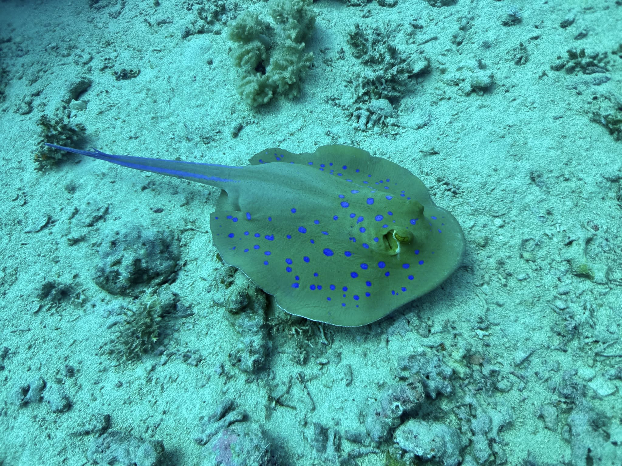 spotted stingray.jpg
