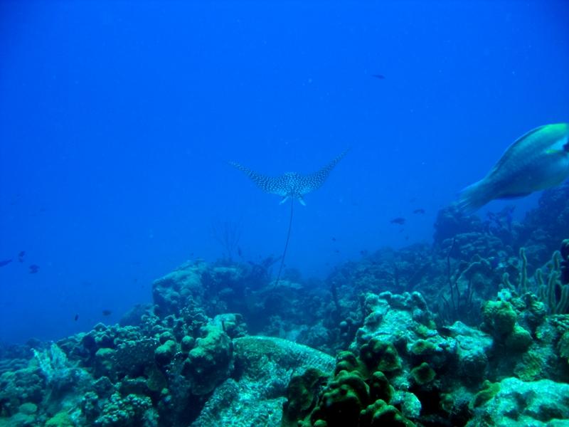 SpottedEagleRay1