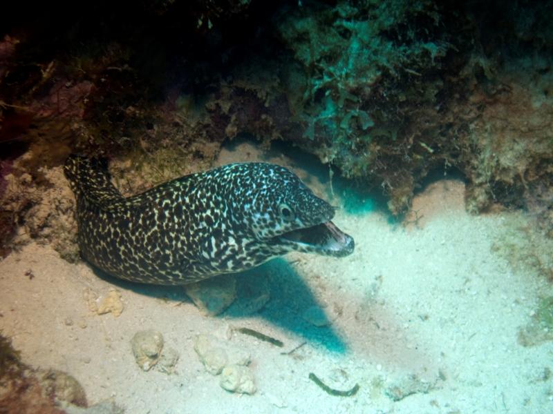 SpottedMoray-BigGuy2