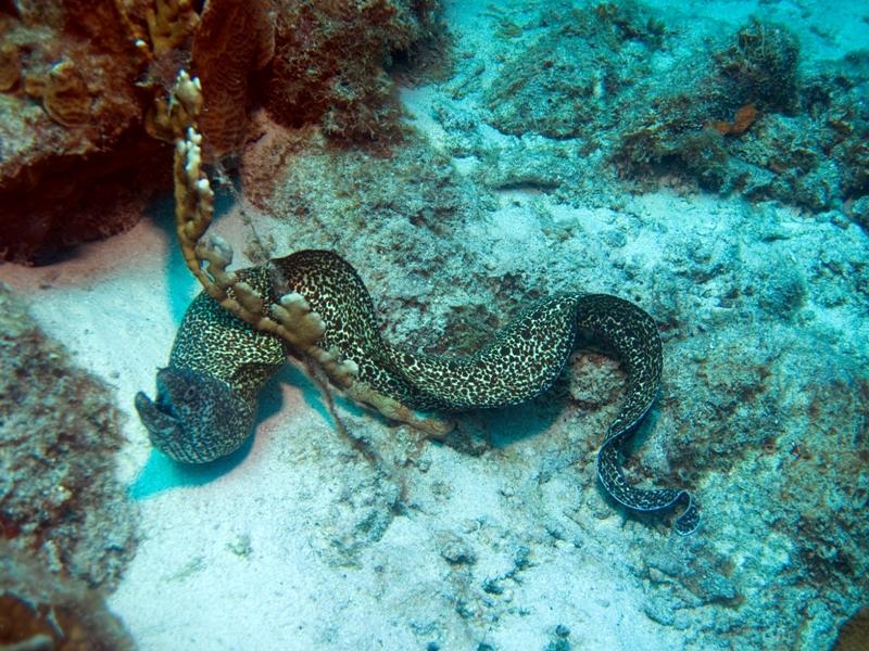 SpottedMoray-BigGuyonTheMove