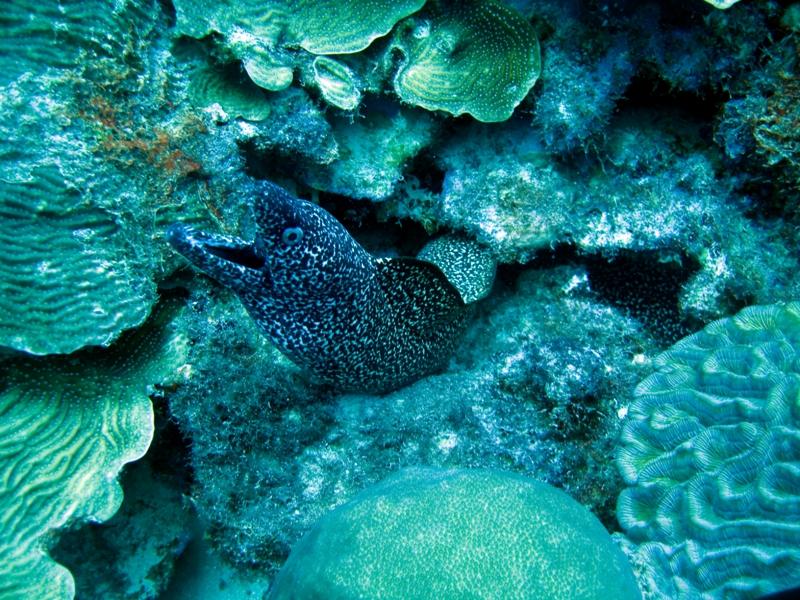 SpottedMoray2