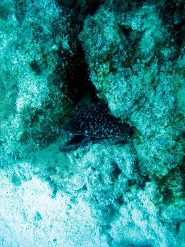 SpottedMoray3