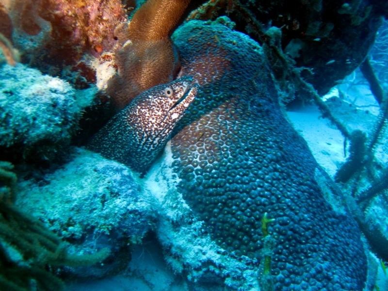 SpottedMoray5