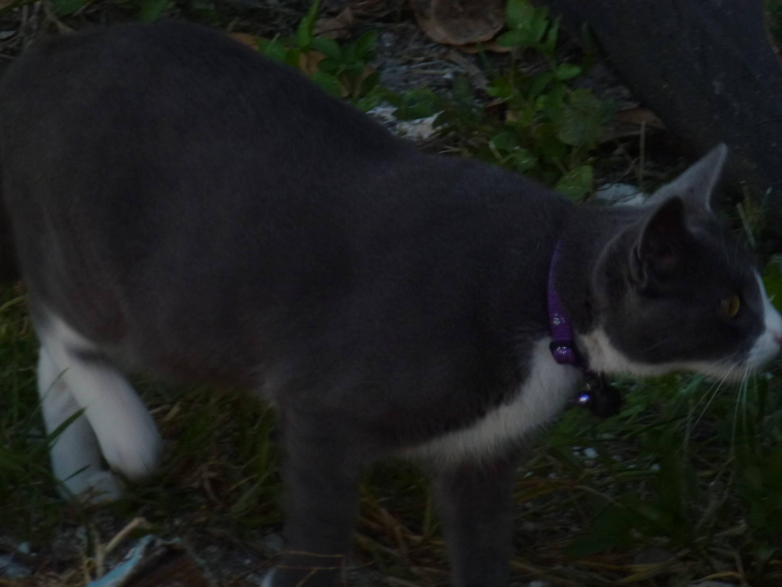 Spree Kitty - Bearing 2