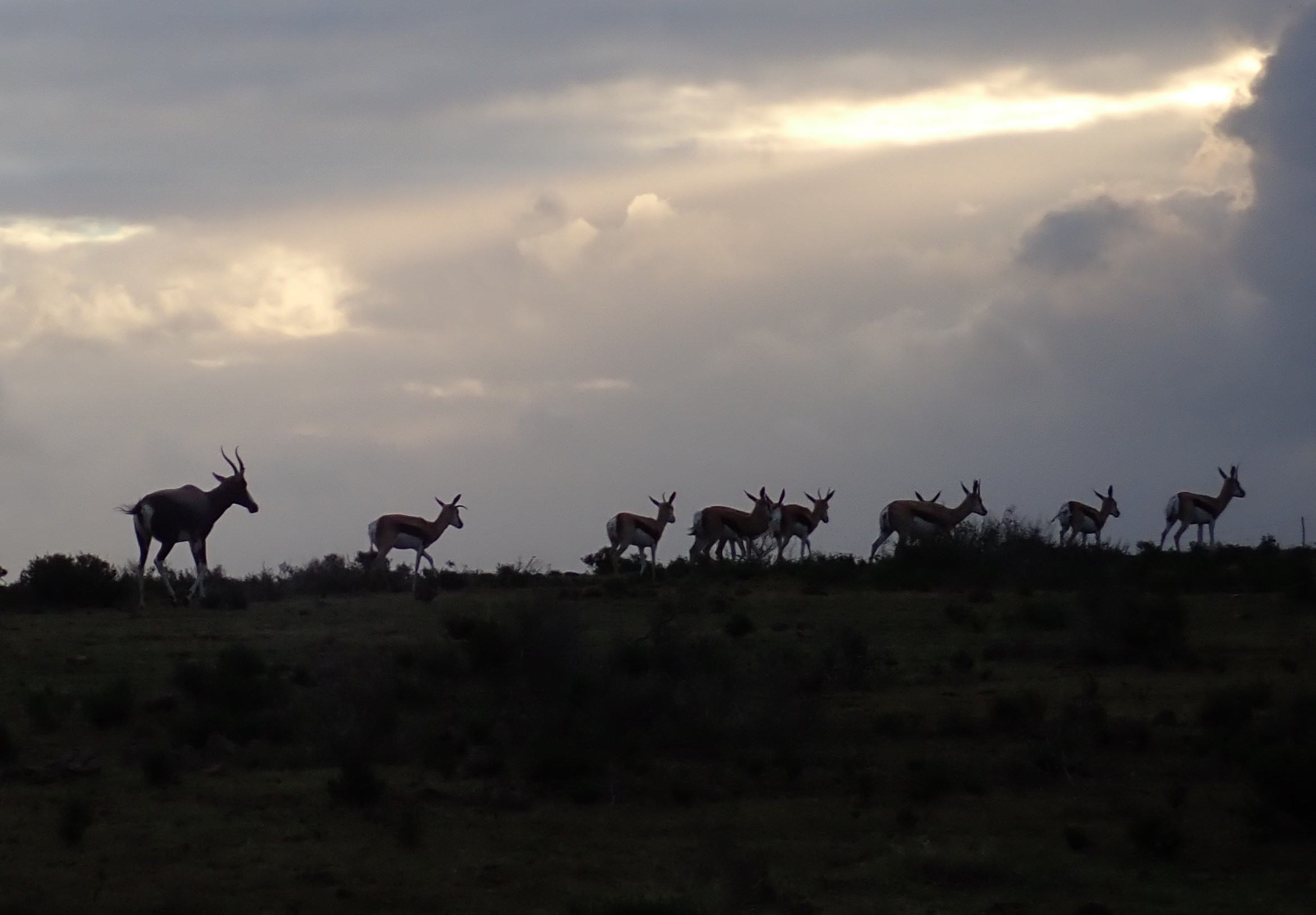 springbok silhouette