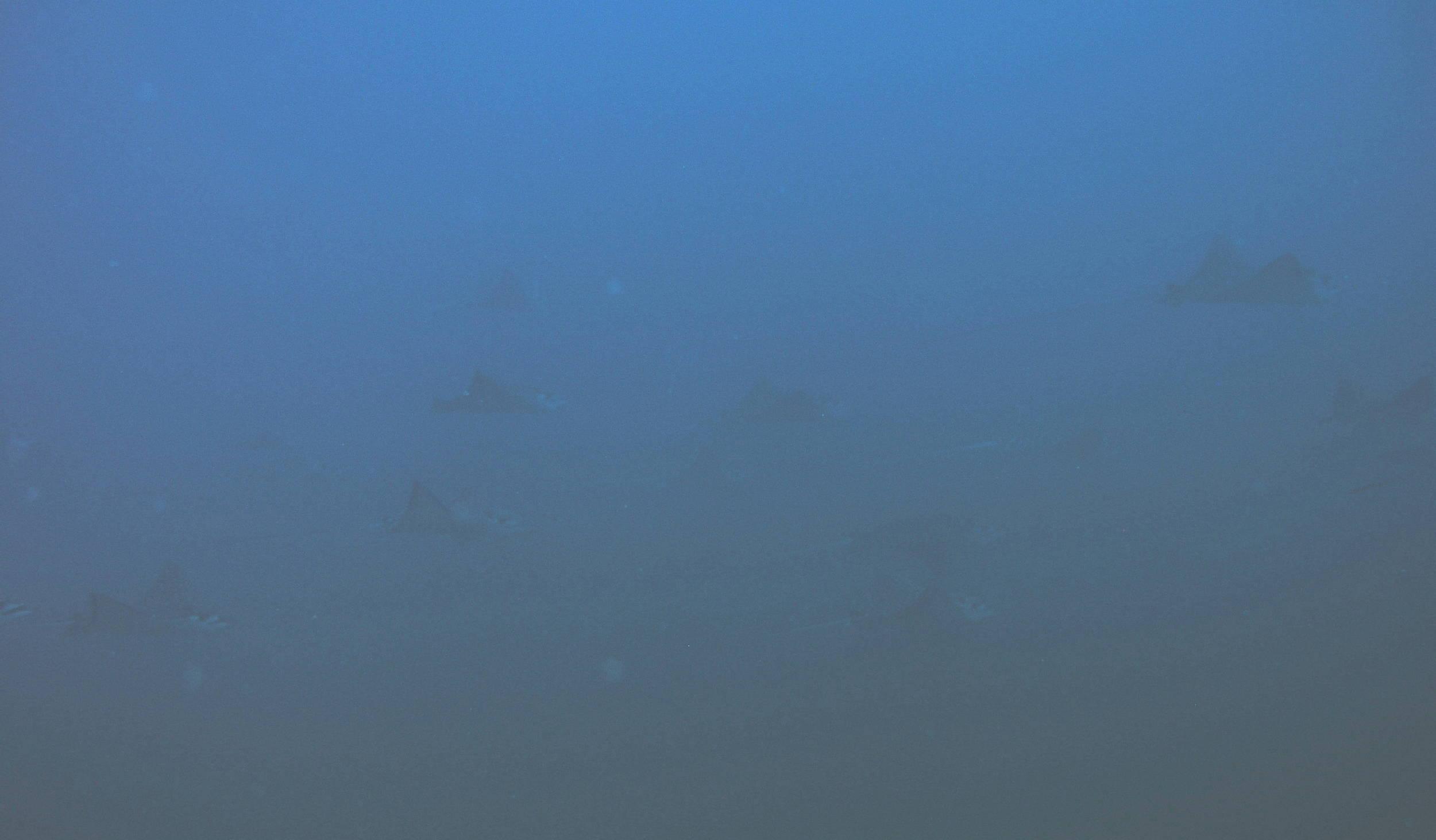 squadron of spotted eagle rays