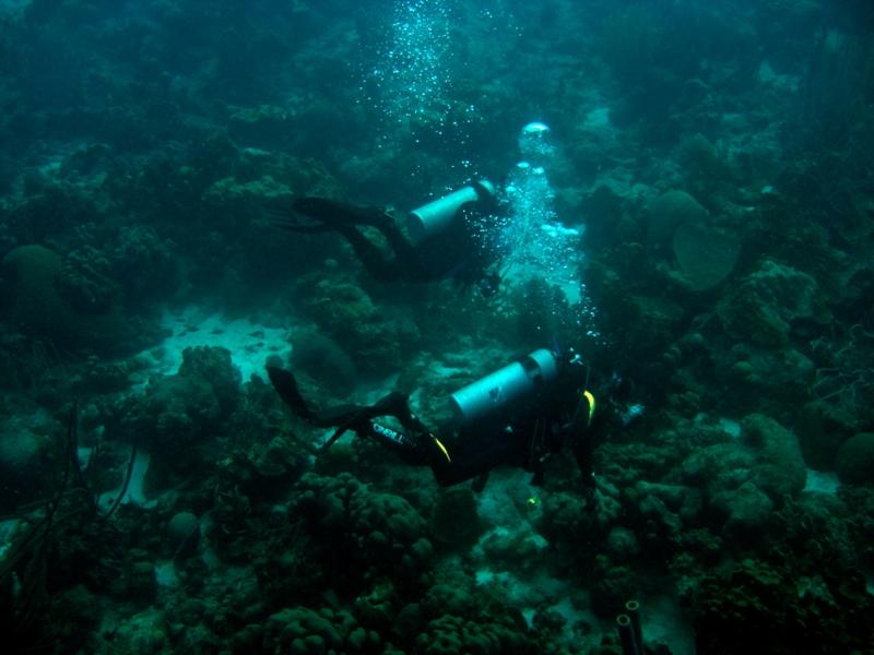 Squid and Rockfish on the Reef