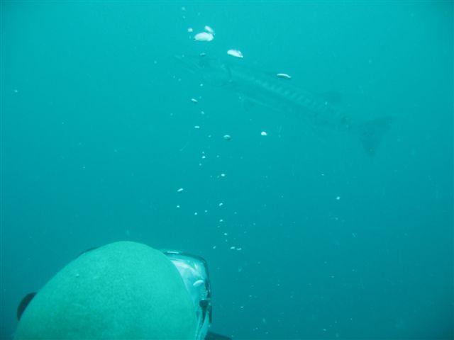 Squid and the barracuda