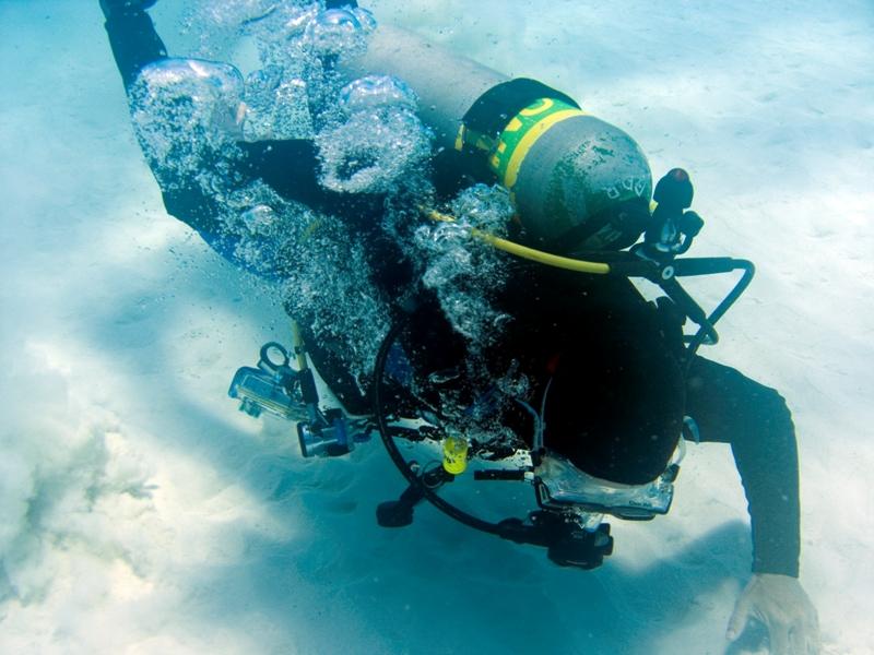 Squid Crawling to Shore