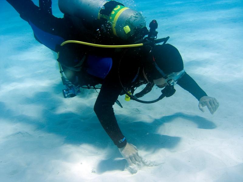 Squid Crawling to Shore