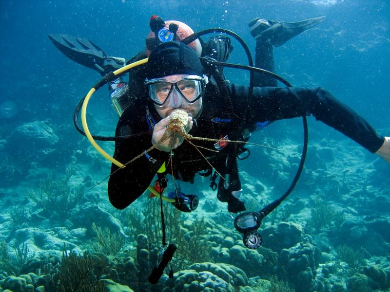 Squid Does the Lobster Tail