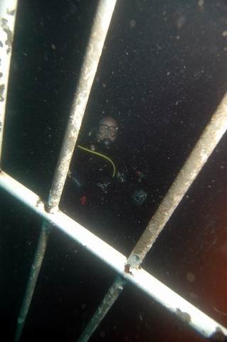 Squid in his natural habitat