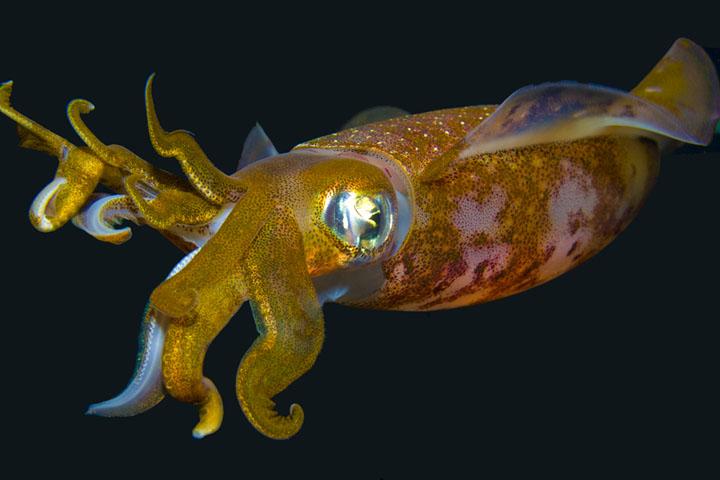 Squid-sized_190460