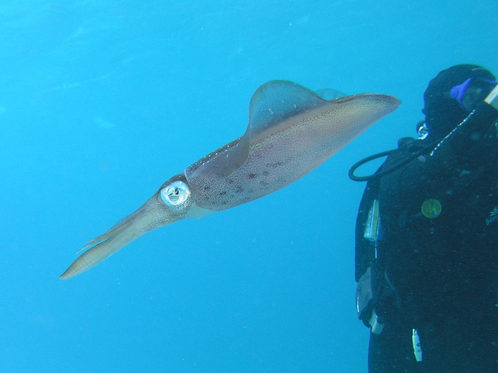 squid