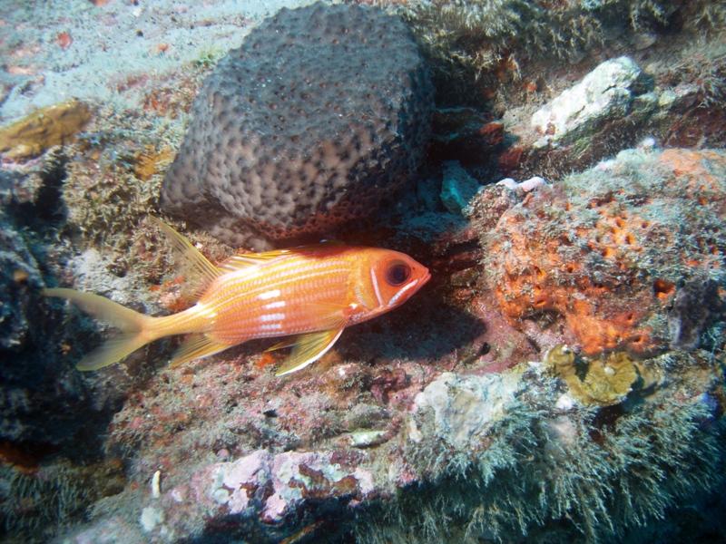 Squirrel Fish