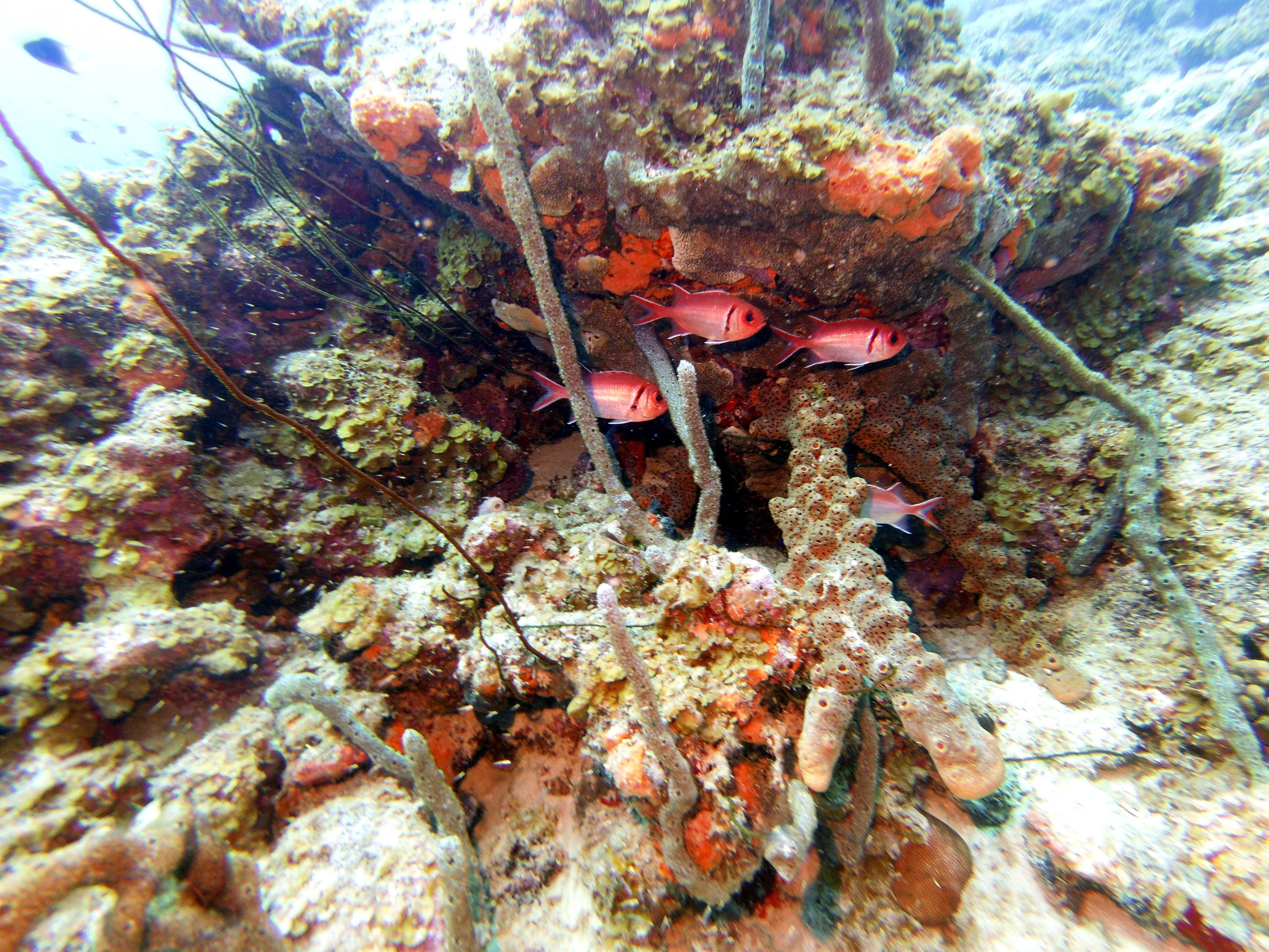 Squirrelfish at Boca Sami