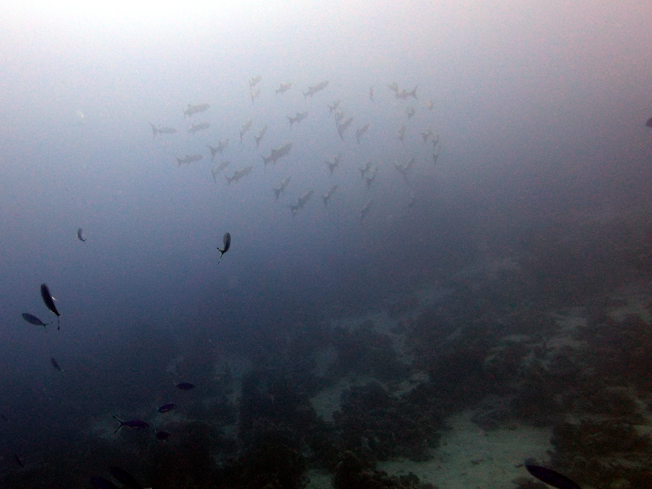 Stacked barracuda at at Ras Umm Sid