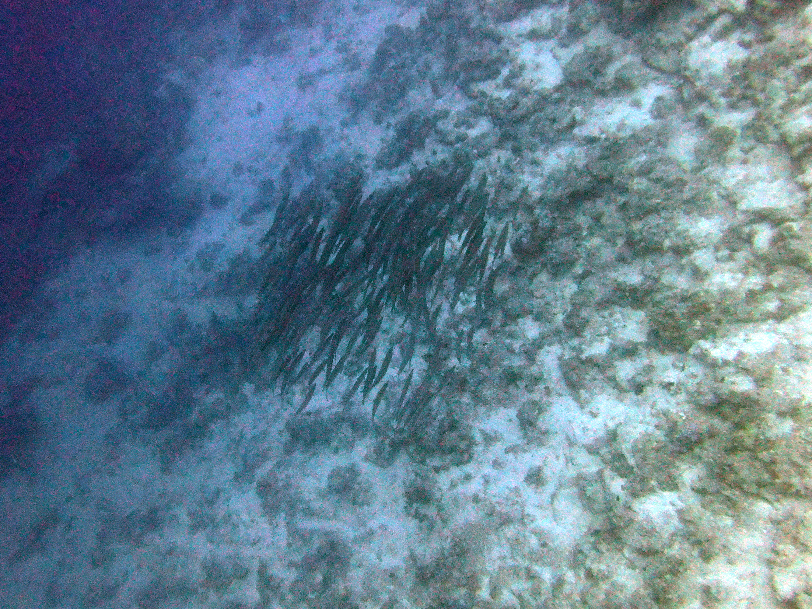 Stacked barracuda at Ras Umm Sid