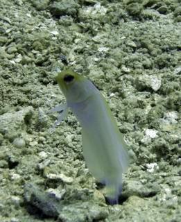 Stand still ya little...