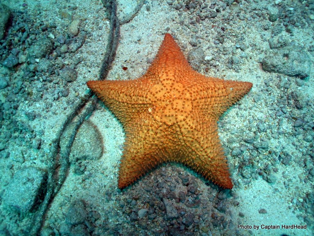 Star Fish