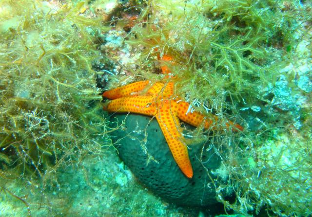 Starfish