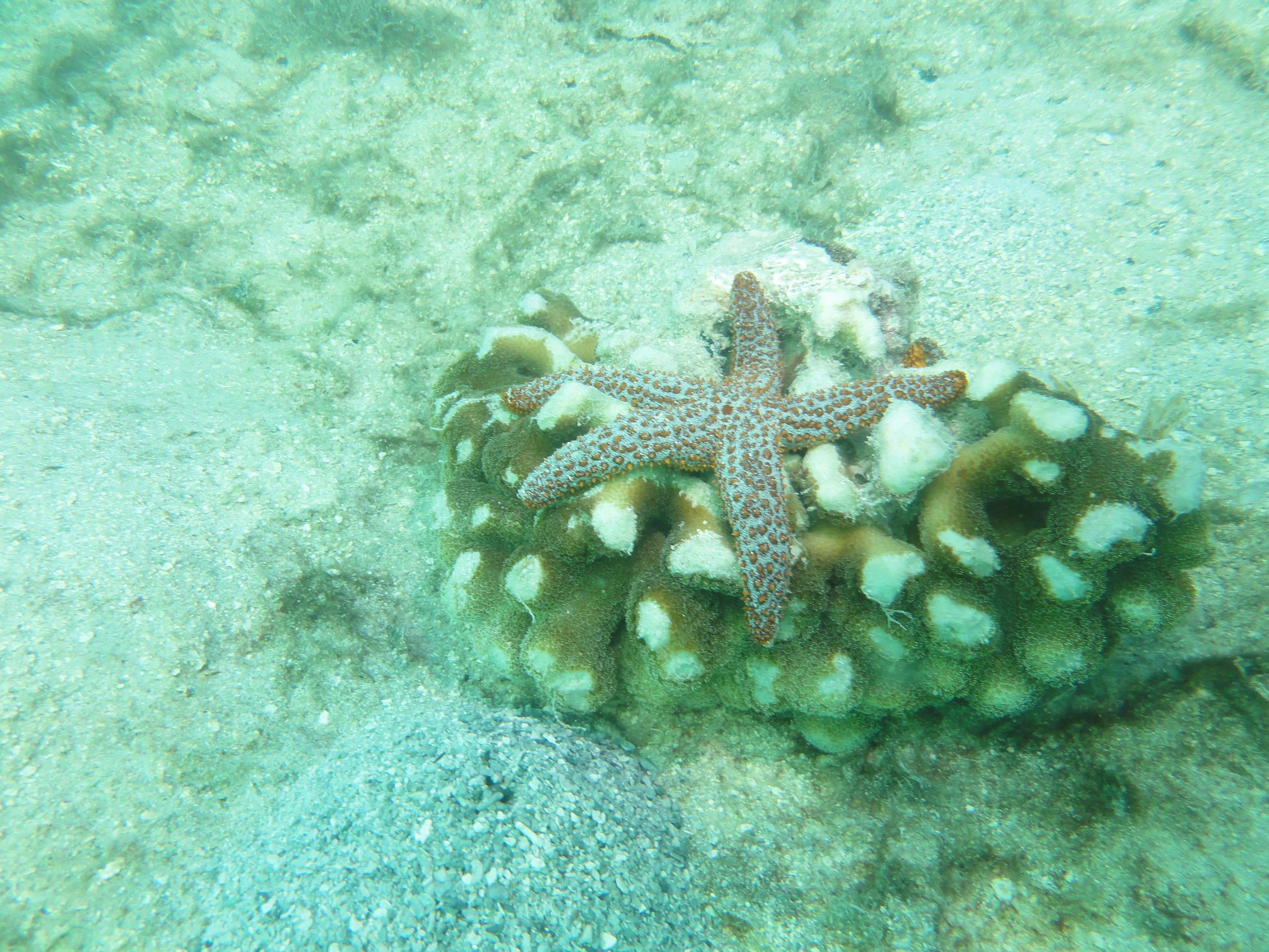 Starfish