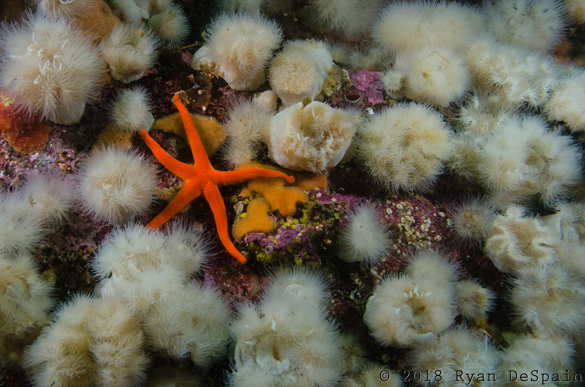 Starfish