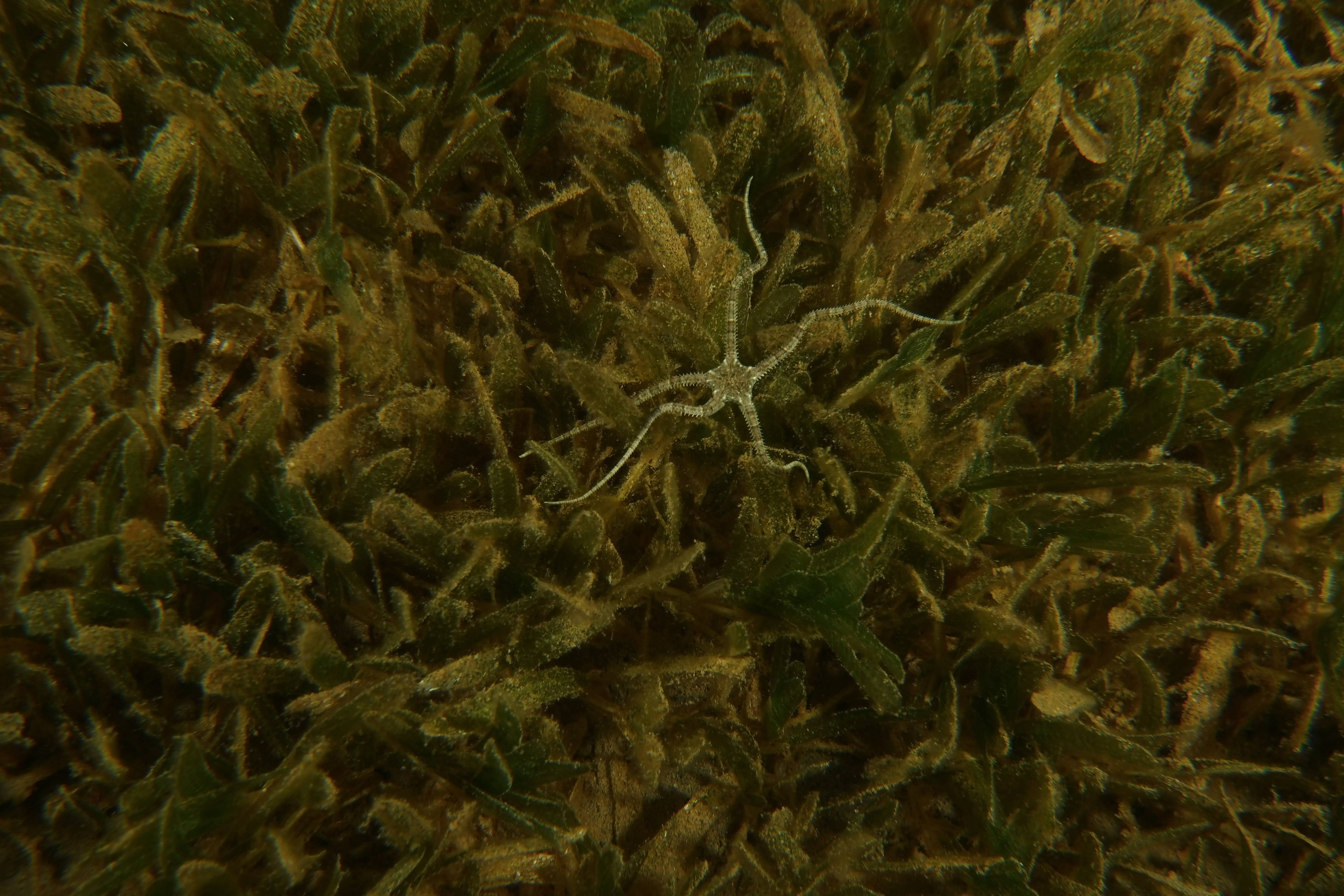 Starfish